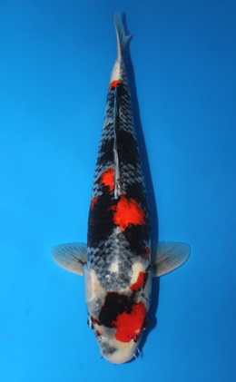 Showa - koi #x0529m031