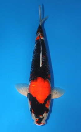 Showa - koi #x0529m032