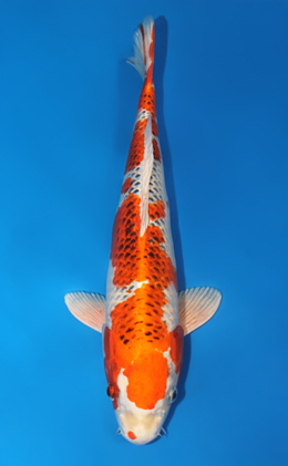 Kujyaku - koi #x0529m035
