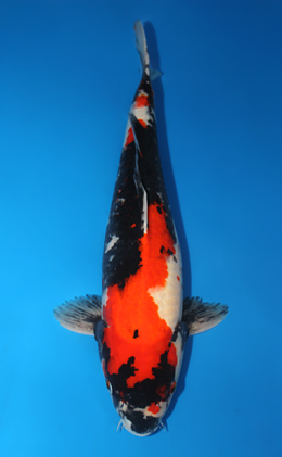 Showa - koi #x0529m036
