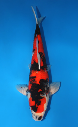 Showa - koi #x0529m041