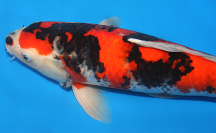 Showa - koi #x0529m041 - Side View