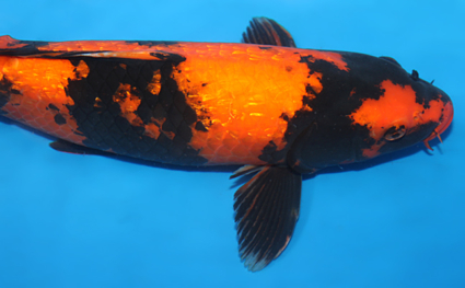 Ginrin Hi Utsuri - koi #x0529m044 - Side View