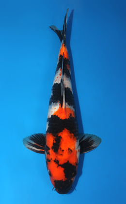 Showa - koi #x0529m050