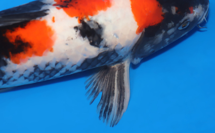 Showa - koi #x0530m009 - Side View