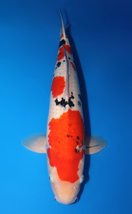 Taisho Sanke - koi #x0530m014