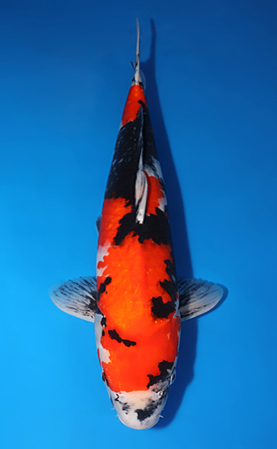 Ginrin Kigoi - koi #x0708s003
