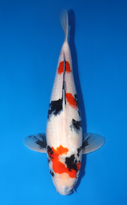 Showa - koi #x0530m029