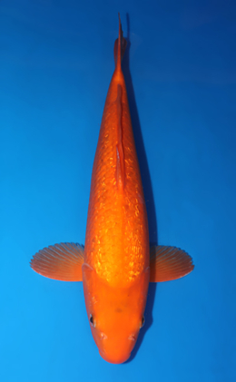 Ginrin Benigoi - koi #x0530m030