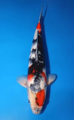 Showa - koi #x0530m041