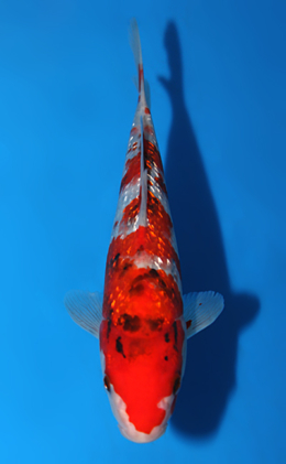 Ginrin Showa - koi #x0602a001