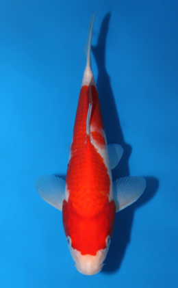 Kohaku - koi #x0602a002