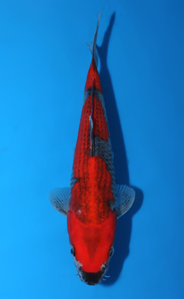 Goshiki - koi #x0602a003