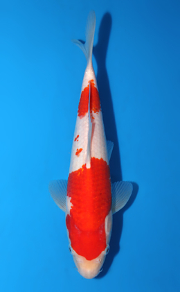 Kohaku - koi #x0602a004
