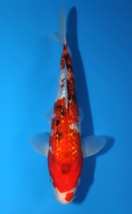 Ginrin Showa - koi #x0602a005