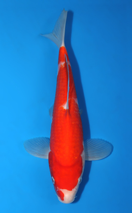 Kohaku - koi #x0602a010