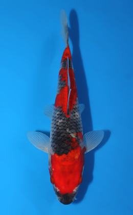 Goshiki - koi #x0602a011