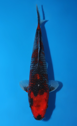 Goshiki - koi #x0602a015