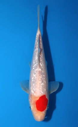 Ginrin Kohaku - koi #x0602a016