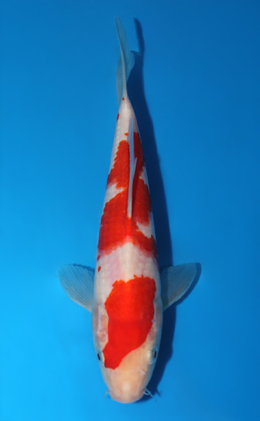 Kohaku - koi #x0602a018