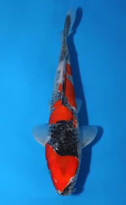 Goshiki - koi #x0602a019