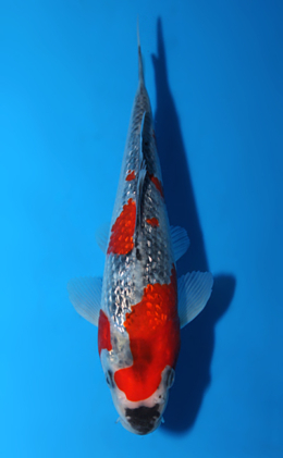 Ginrin Goshiki - koi #x0602a020