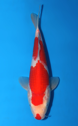 Kohaku - koi #x0602a022