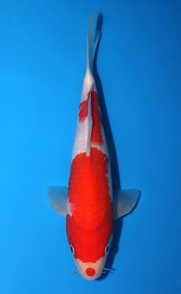 Kohaku - koi #x0602a023
