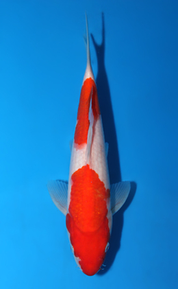 Kohaku - koi #x0602a024