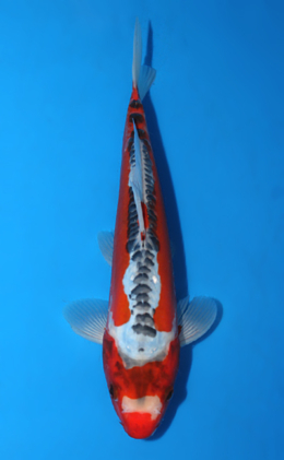 Shusui - koi #x0602a025