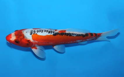 Shusui - koi #x0602a025 - Side View A