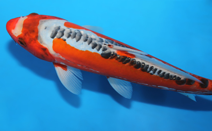 Shusui – koi #x0602a025 - Image 4