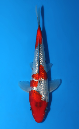 Ginrin Goshiki - koi #x0602a026