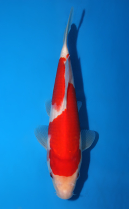 Kohaku - koi #x0602a028