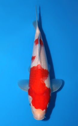 Kohaku - koi #x0602a029