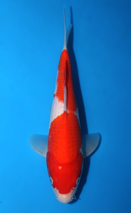 Kohaku - koi #x0602a030
