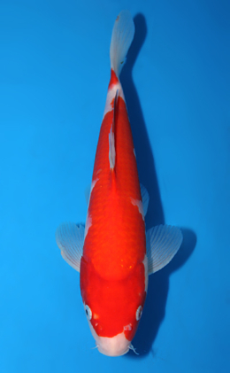 Kohaku - koi #x0602a032