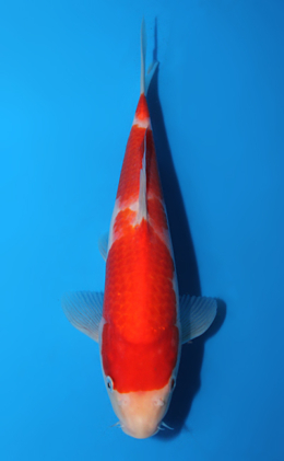 Kohaku - koi #x0602a033