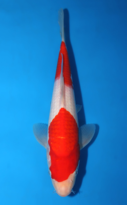 Kohaku - koi #x0602a034
