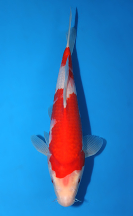 Kohaku - koi #x0602a035