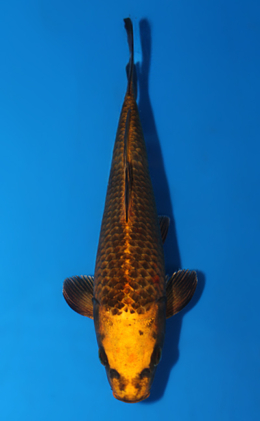 Mukashi Ogon - koi #x0602a036
