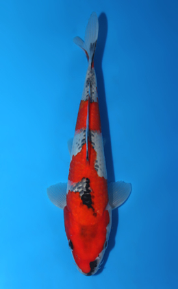 Goshiki - koi #x0602a040
