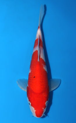 Kohaku - koi #x0602a041