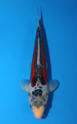 Shusui - koi #x0602a042