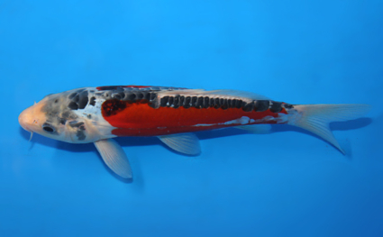 Shusui - koi #x0602a042 - Side View A