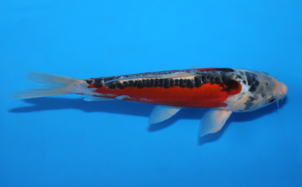 Shusui – koi #x0602a042 - Image 3