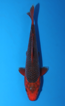 Aka Matsuba - koi #x0602a044
