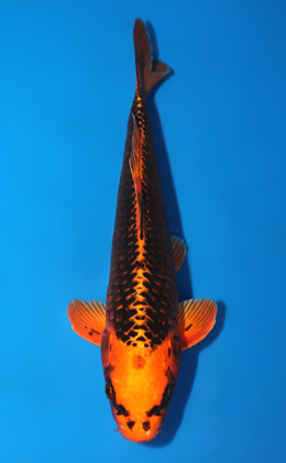 Orange Matsuba Ogon - koi #x0602a045