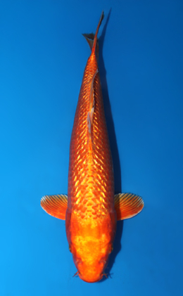 Ginrin Orange Ogon - koi #x0602a048