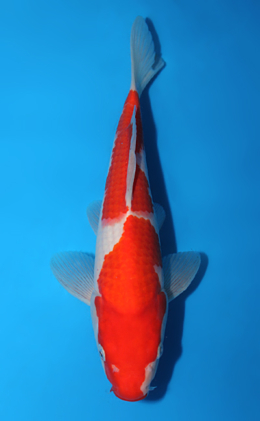 Kohaku - koi #x0602a053